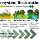 Creative Ecosystem Restoration Techniques